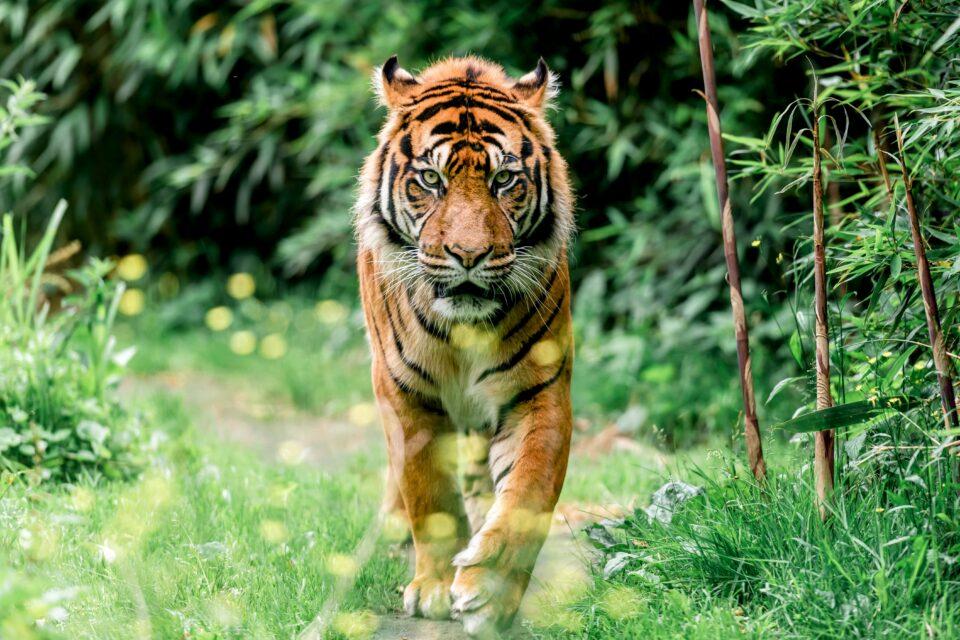 Carnivores modify their behavior to avoid each other