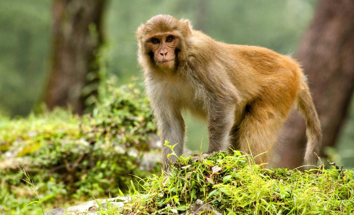 Monkey sperm cells could treat human infertility