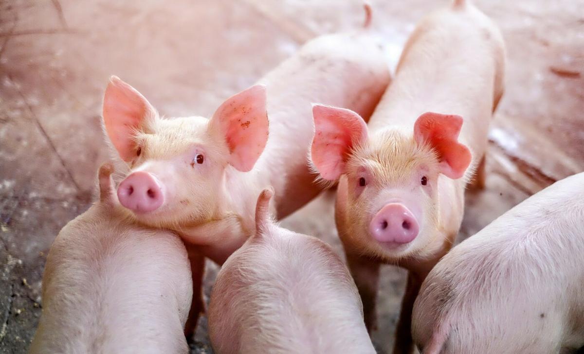 Microplastics discovered in the blood of livestock