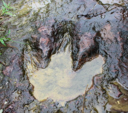 Footprint,Of,Dinosaur,On,Phoo-luang,loei,thailand