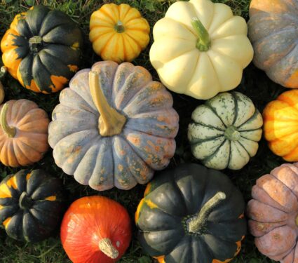 Autumn,Harvest,Colorful,Squashes,And,Pumpkins,In,Different,Varieties.