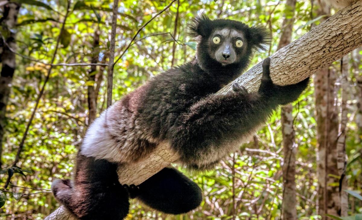Primates have musical rhythm similar to humans