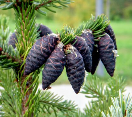 Black-spruce.jpg