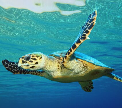 Sea-turtles.jpg
