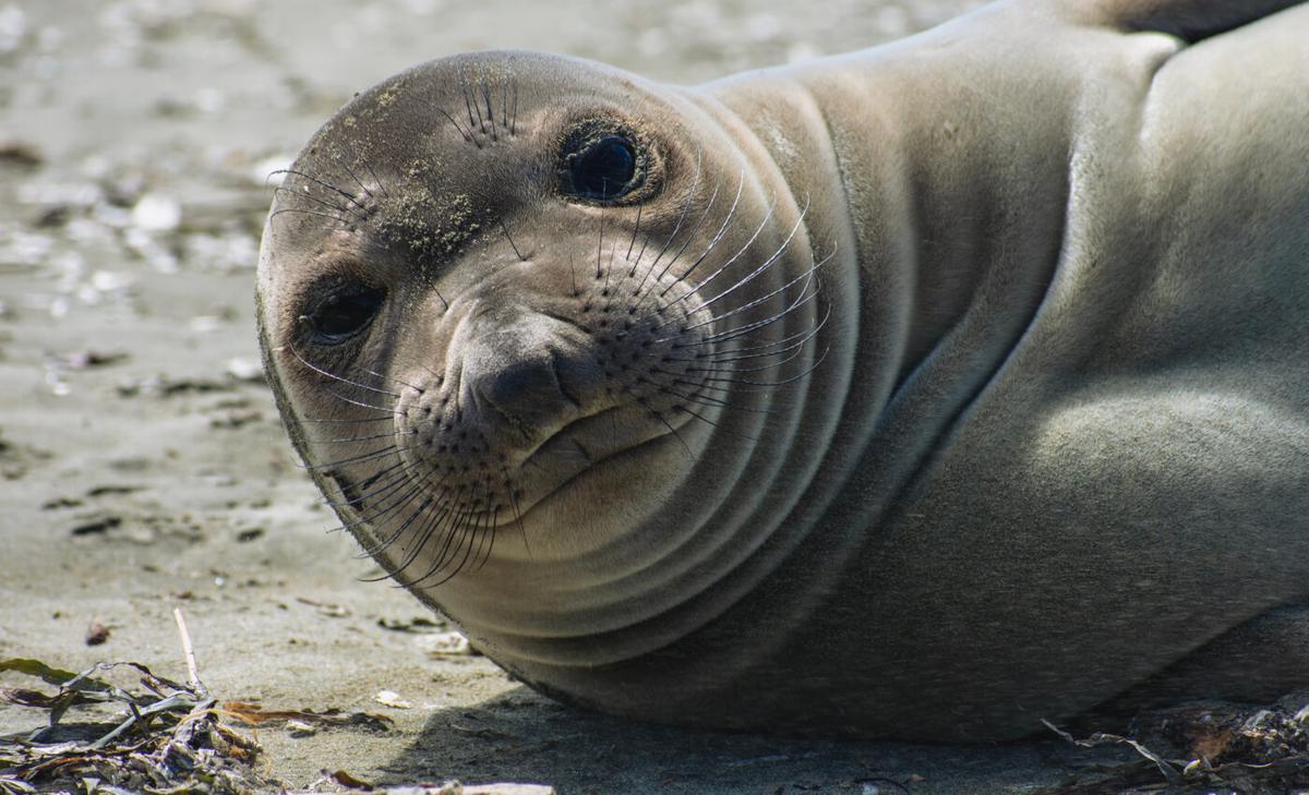 Northern elephant seals are surprisingly resilient