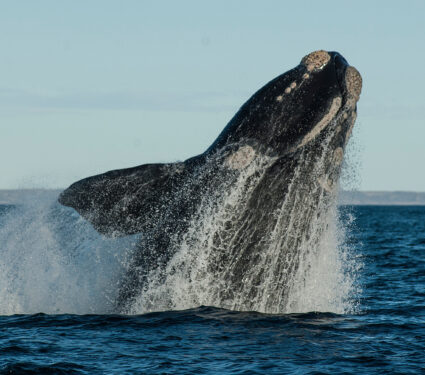Sohutern,Right,Whale,Jumping,,Endangered,Species,,Patagonia,argentina.