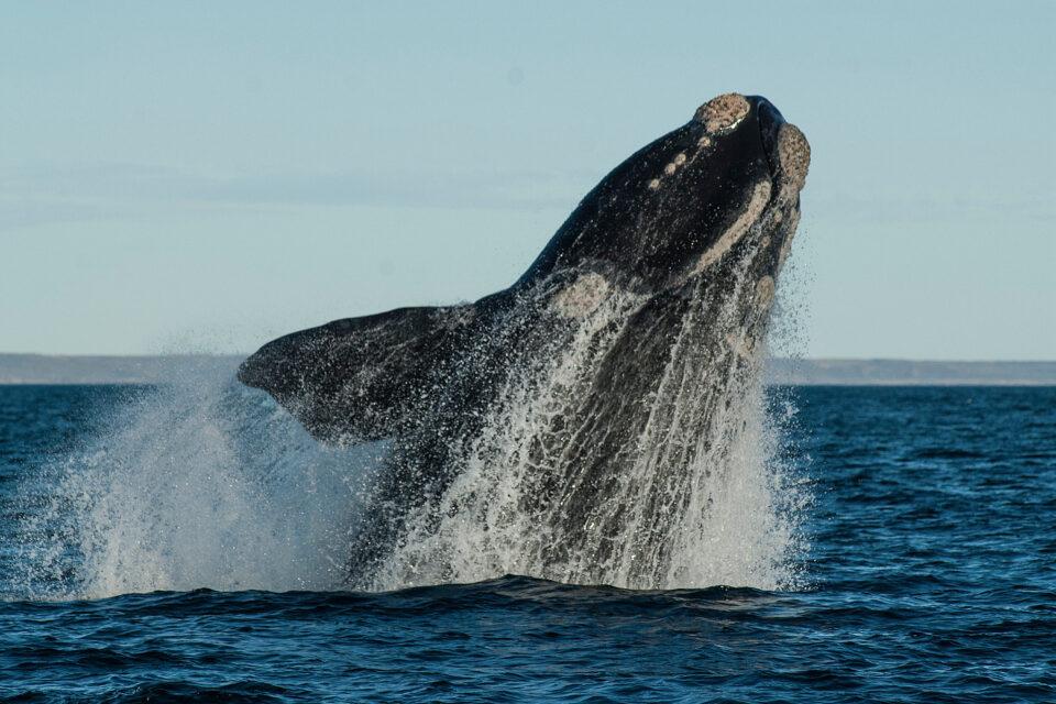 Right whale populations reach new low