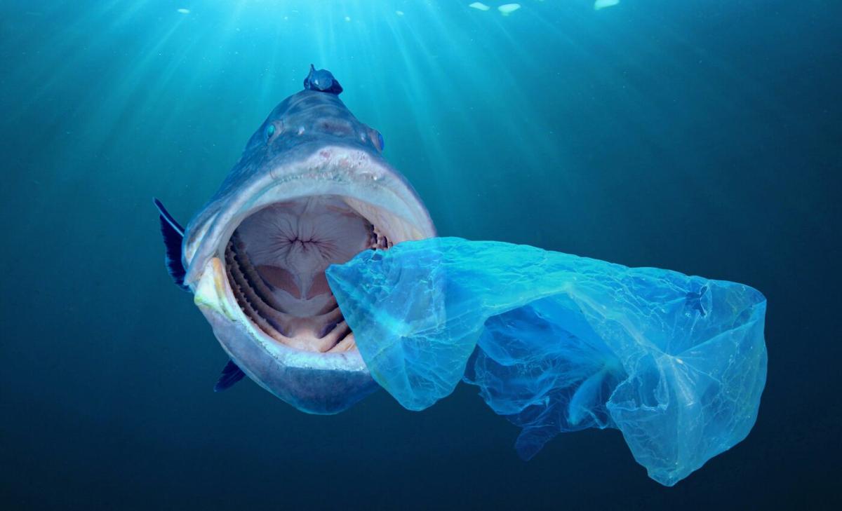 When fish ingest plastic, the impacts are complicated