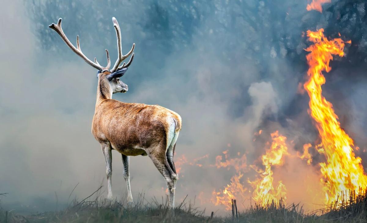 Deer return to fire-ravaged territories while trees are "still smoldering"