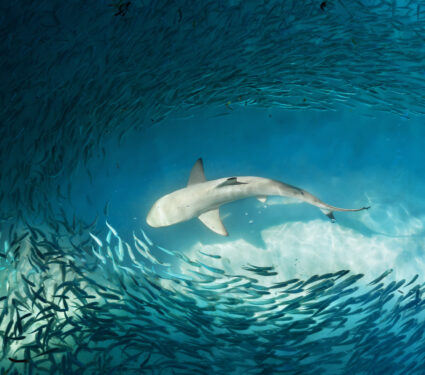 Shark,And,Small,Fishes,In,Ocean,-,Nature,Background