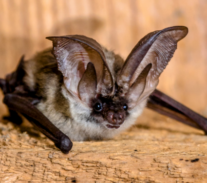 2021/10/Long-eared-bats2.png