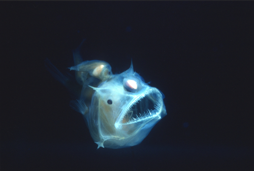 Secrets of the Ocean's Mysterious Mesopelagic Zone