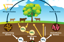 Nitrogen,Cycle,Vector,Illustration.,Labeled,N2,Process,Biogeochemical,Explanation.,Educational