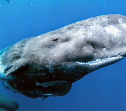 Sperm-whale.jpg