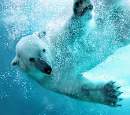 2021/10/Polar-bear.jpg