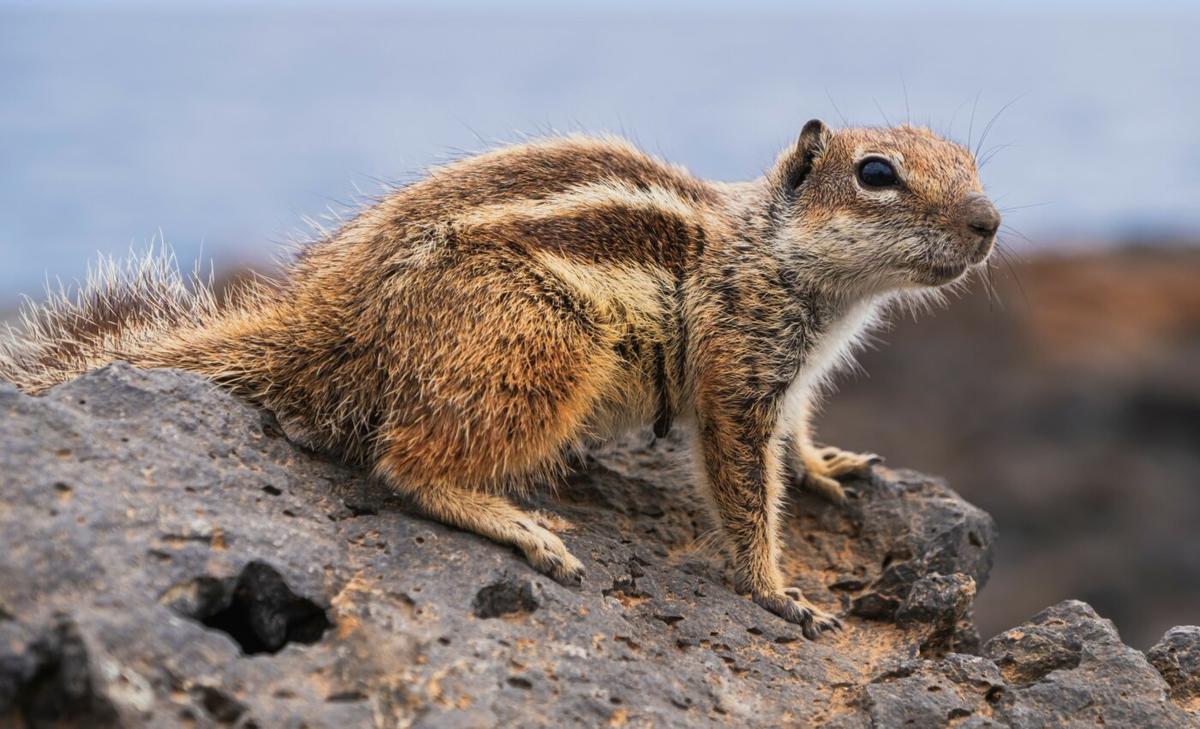 Barbary ground squirrels find safety in numbers