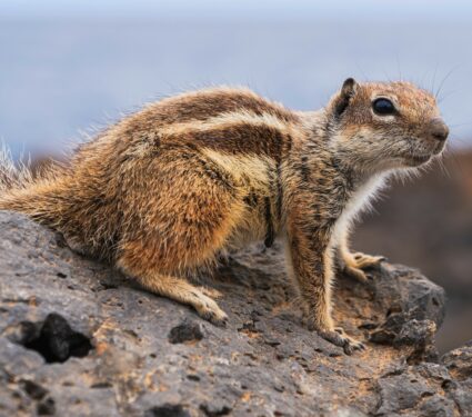 Squirrels.jpg