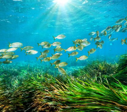 Seagrass.jpg