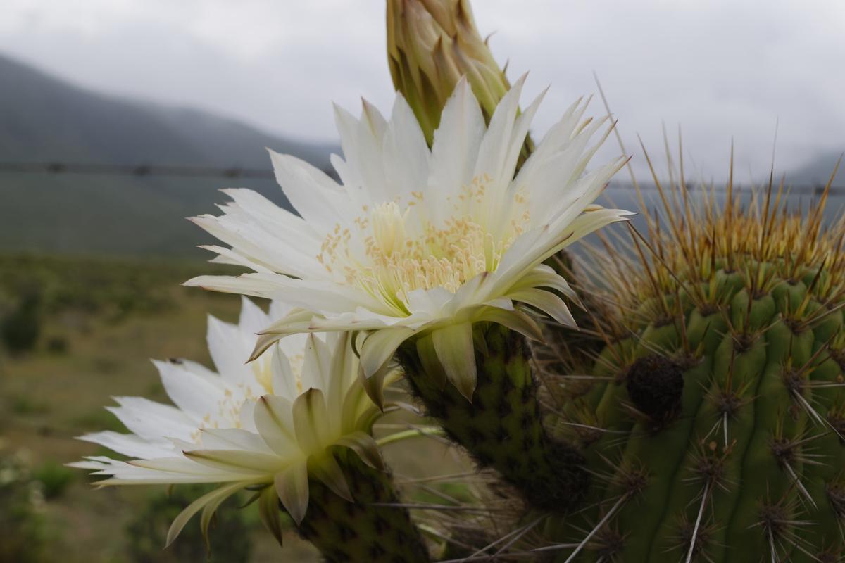 Scientists unearth "genetic goldmine" for heat resistant crops