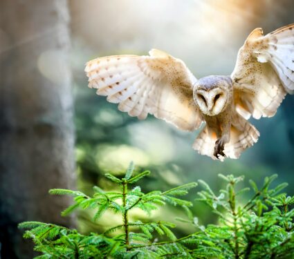 Barn-owls.jpg
