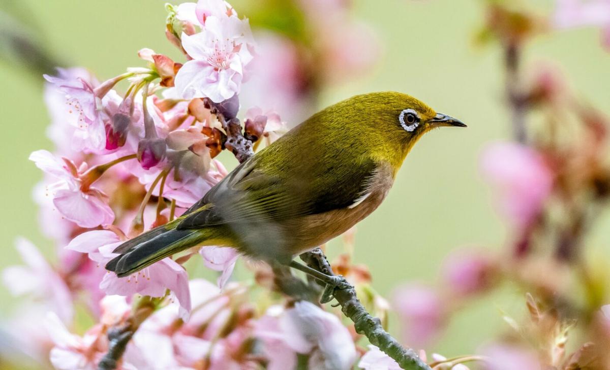 The bird songs of spring are getting quieter