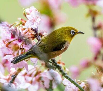 Bird-song.jpg