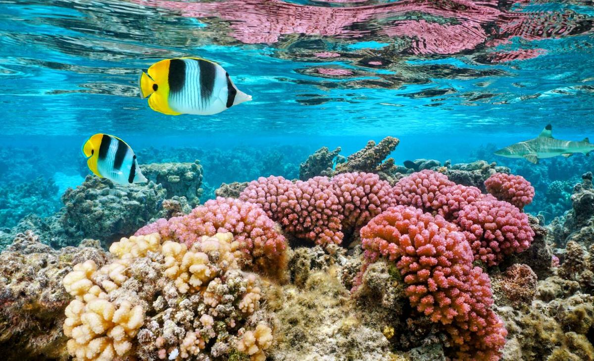 Coastal ecosystems are disrupted by small temperature changes