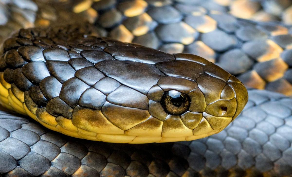 Urbanization forces tiger snakes to inbreed