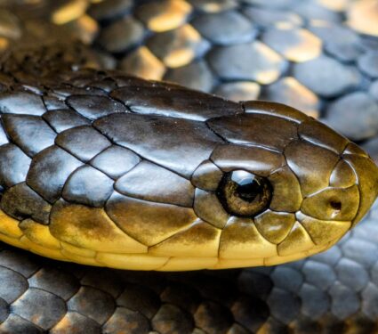 Tiger-snakes.jpg