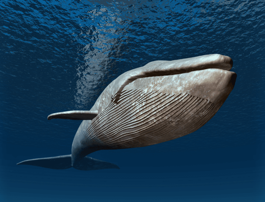 Large whales make a major contribution to ocean health