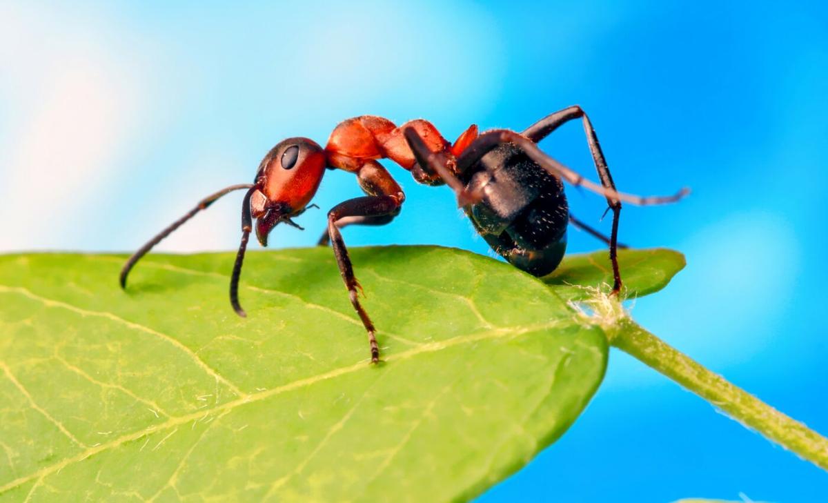 A single molecule can switch an ant from worker to queen