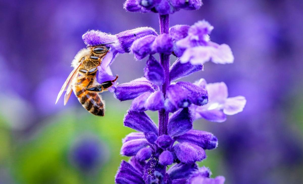 Global bee decline continues, and we are running out of time