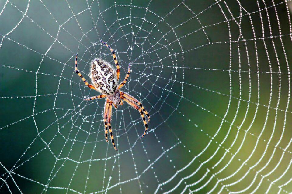 Scientists reveal spiders’ web-making secrets