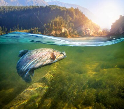 Invasive-species2.jpg