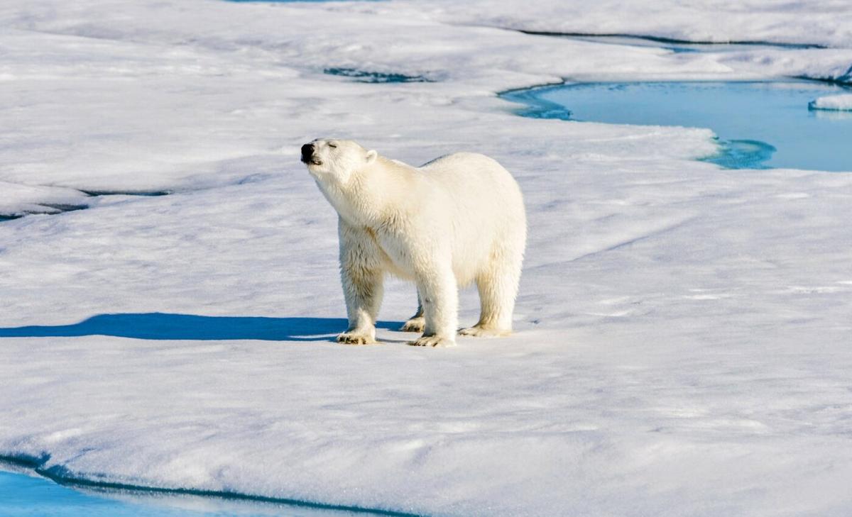 Black carbon is a major driver of Arctic warming