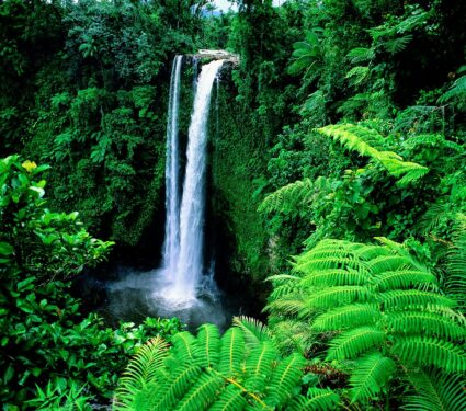 Samoan-tree.jpg