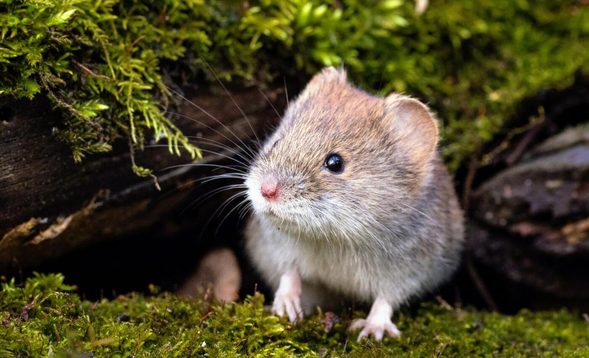 Social behavior of voles linked to oxytocin levels