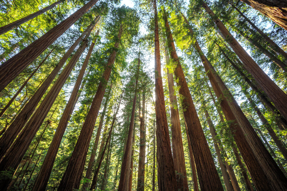 Jedediah Smith Redwoods State Park, California