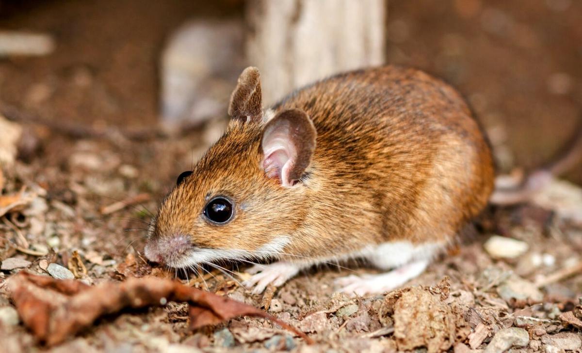 Wild mice don't just survive, but thrive with physical impairments