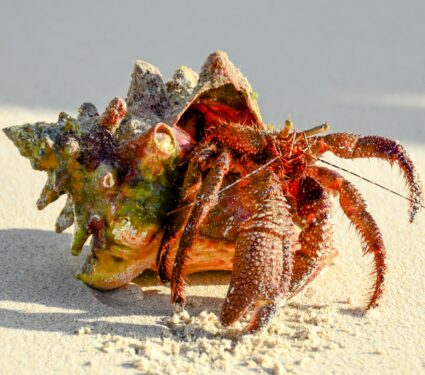 Hermit-crabs22.jpg