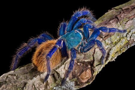 A,Green,Bottle,Blue,Tarantula,Is,Crawling,On,A,Branch.