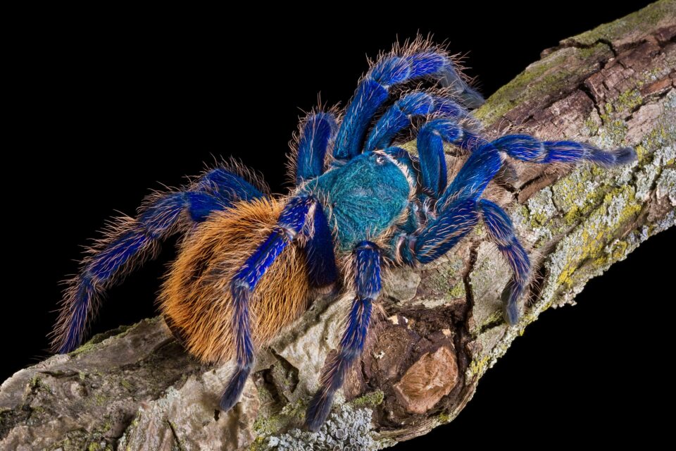 Green Bottle Blue Tarantula