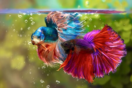 Multi,Color,Siamese,Fighting,Fish(rosetail)(halfmoon),fighting,Fish,betta,Splendens,on,Nature,Background
