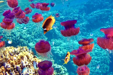 Bright,,Colorful,Red,Sea,Jellyfish,Cauliflower