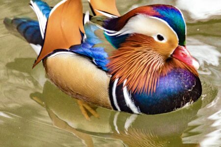 Rainbow,Of,Metallic,Plumage,Colors,On,A,Mandarin,Duck,Swimming