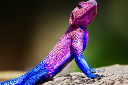 The,Mwanza,Flat-headed,Agama,On,Rock.,Serengeti,,Tanzania,In,Africa