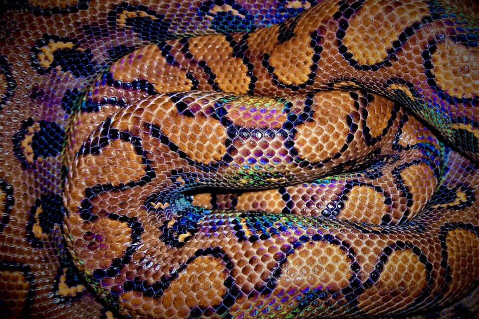 Rainbow Boa