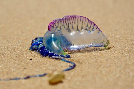 Bluebottle,(portuguese,Man,O',War),On,The,Beach