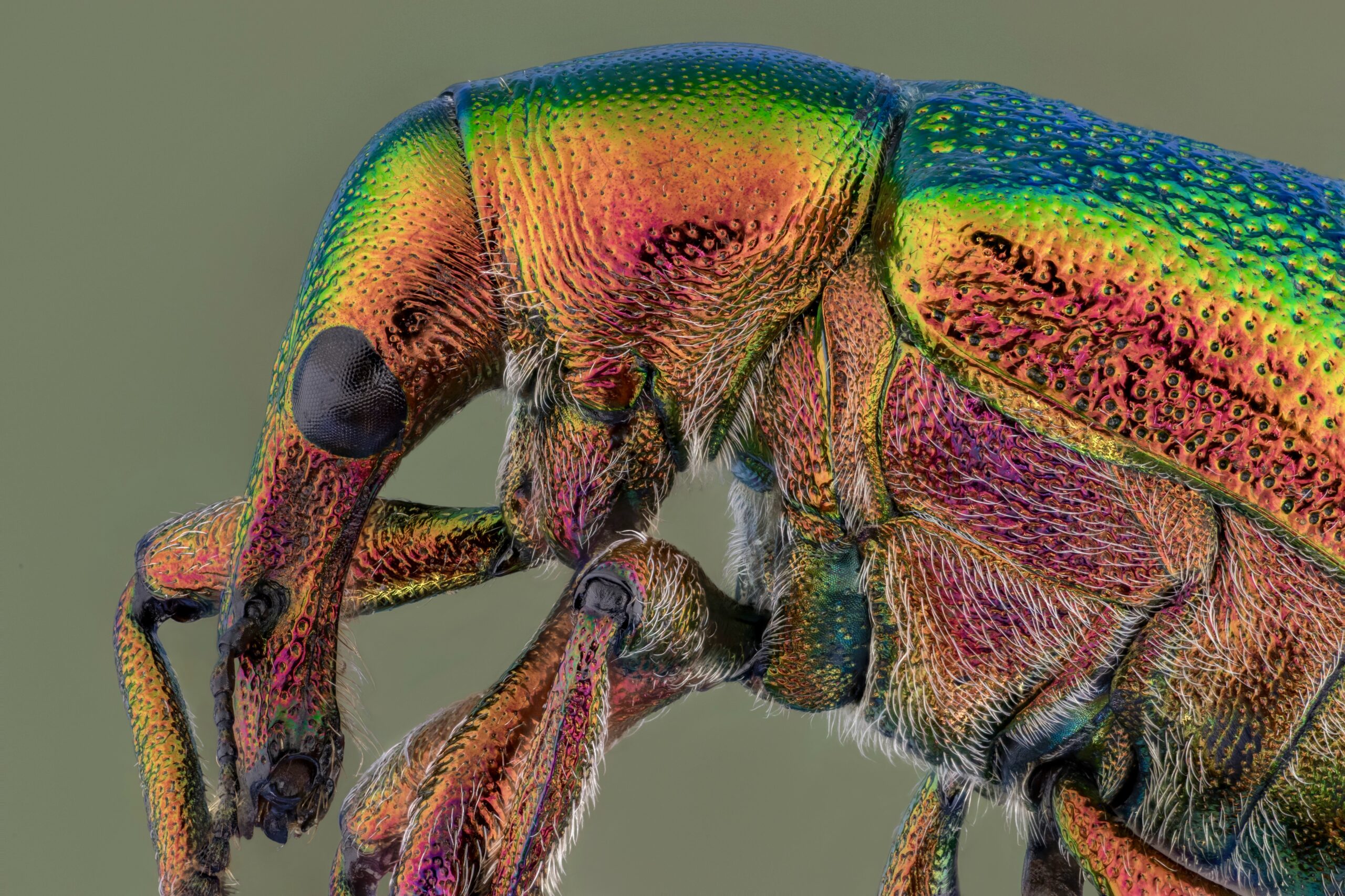 Leaf Rolling Weevil