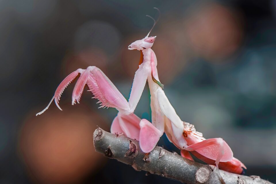 Orchid Mantis